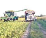 Se desfasa trilla de sorgo