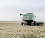 Lluvias no detienen las trillas de sorgo