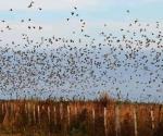 Palomas ´arrasan´ con sembradíos de sorgo