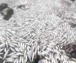 Brotan miles de peces muertos