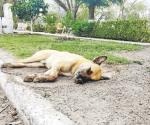 Envenenan a mascotas en Anáhuac