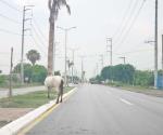 Deambula manada de caballos en carretera