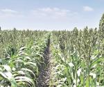 Esperan cosecha récord de sorgo