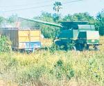 Ven avance en trillas de sorgo