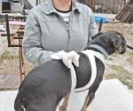 Abusan de animales