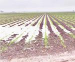 Traen alegría al agro lluvias del frente frío