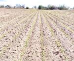 Realizan labores en los cultivos de sorgo