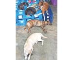 Dona sueldo para ayudar a perros