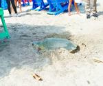 Advierten castigos por robar tortugas