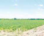 Hoy se reúnen los productores con Conagua