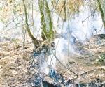 Pierde México 9.3% de su masa forestal