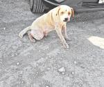 Piden censo de mascotas