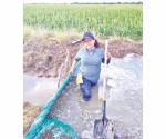 Riegan mujeres cultivos de sorgo