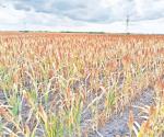 Respiran los sembradíos de sorgo con torrenciales