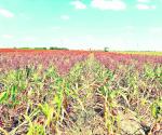 Exigen agricultores el apoyo económico