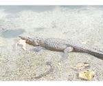 Encuentran cocodrilos en drenes