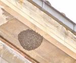 Aumentan denuncias por abejas africanas