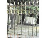 Captan maltrato de perro en Fundadores