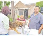 Llaman a vacunar a perros y gatos