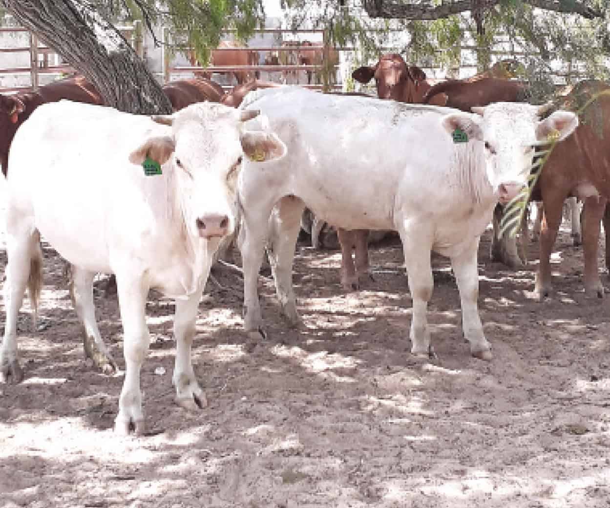 Controlan la plaga de garrapatas en ganado