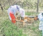 Reubican colmenas de abejas