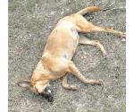 Envenenan a perros  en la colonia Jardín