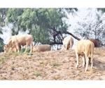 Alcanzan buenos precios becerros de exportación