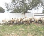 Causará pérdidas suspensión de importación de ganado a EU