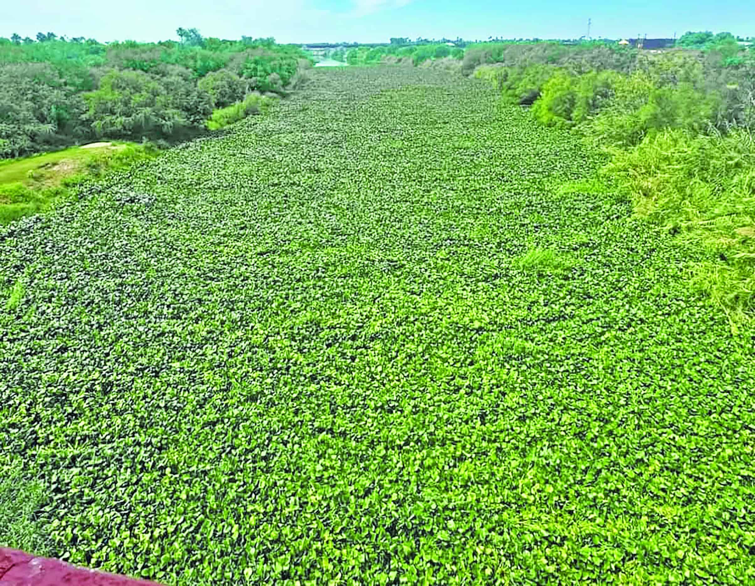 Invade lirio acuático el río Bravo