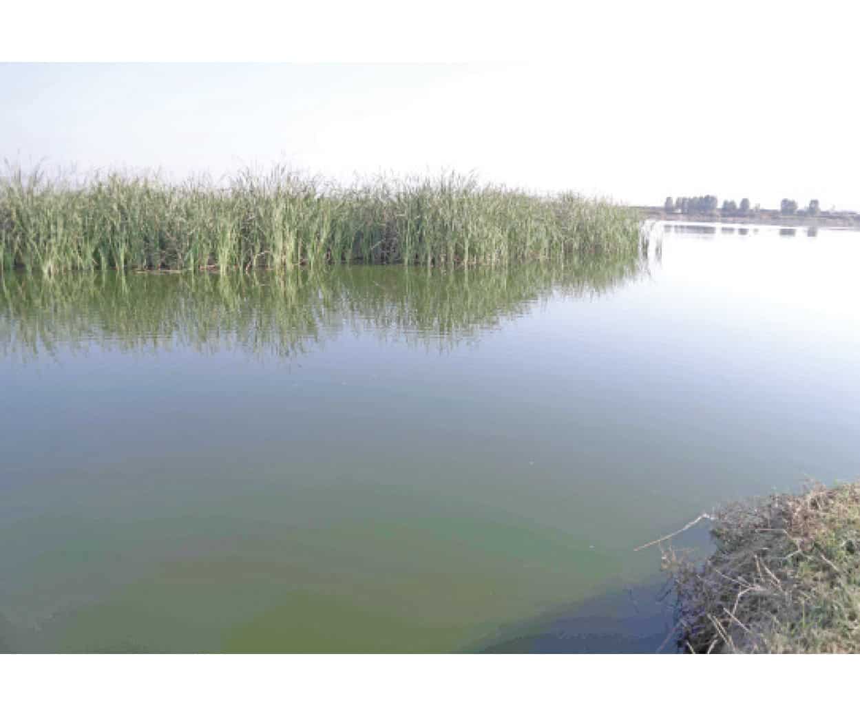 Declaran al Lago de Texcoco como sitio de ecohidrología