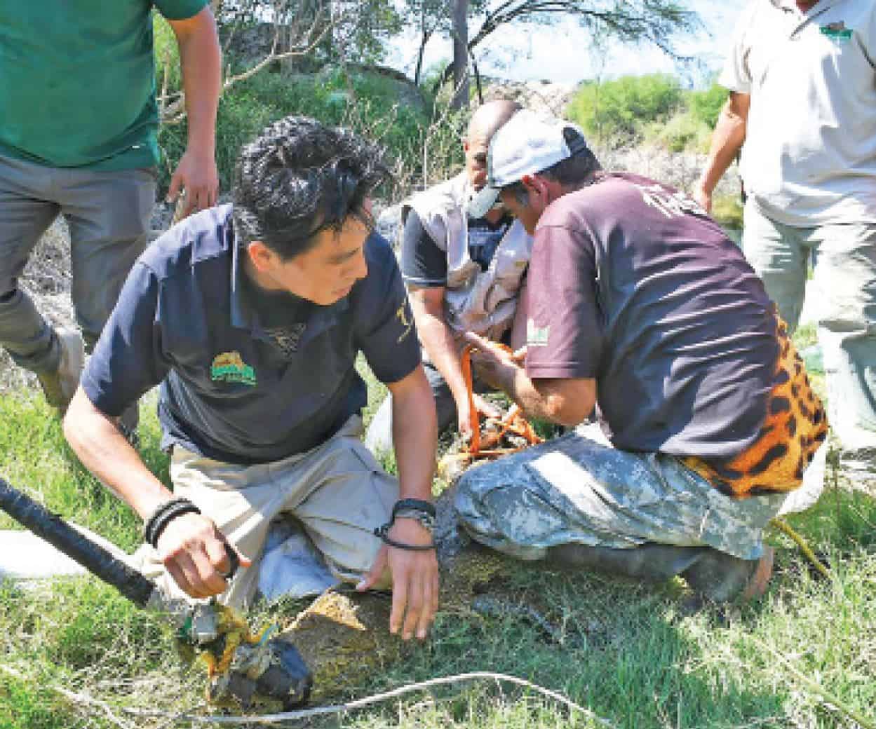 Rescatan a cocodrilo