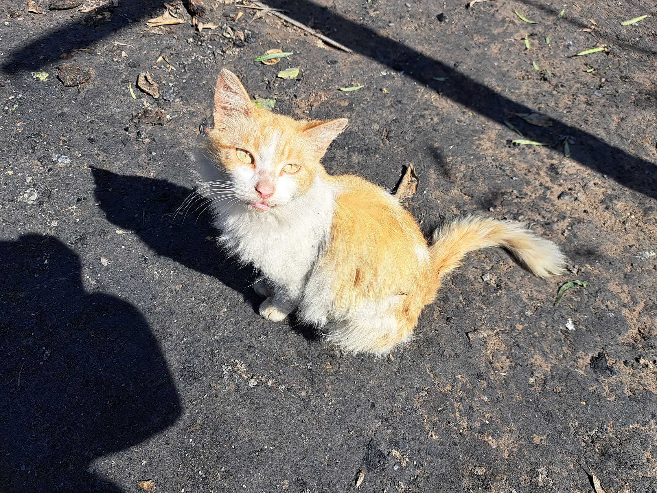 Vacunan a mascotas contra rabia