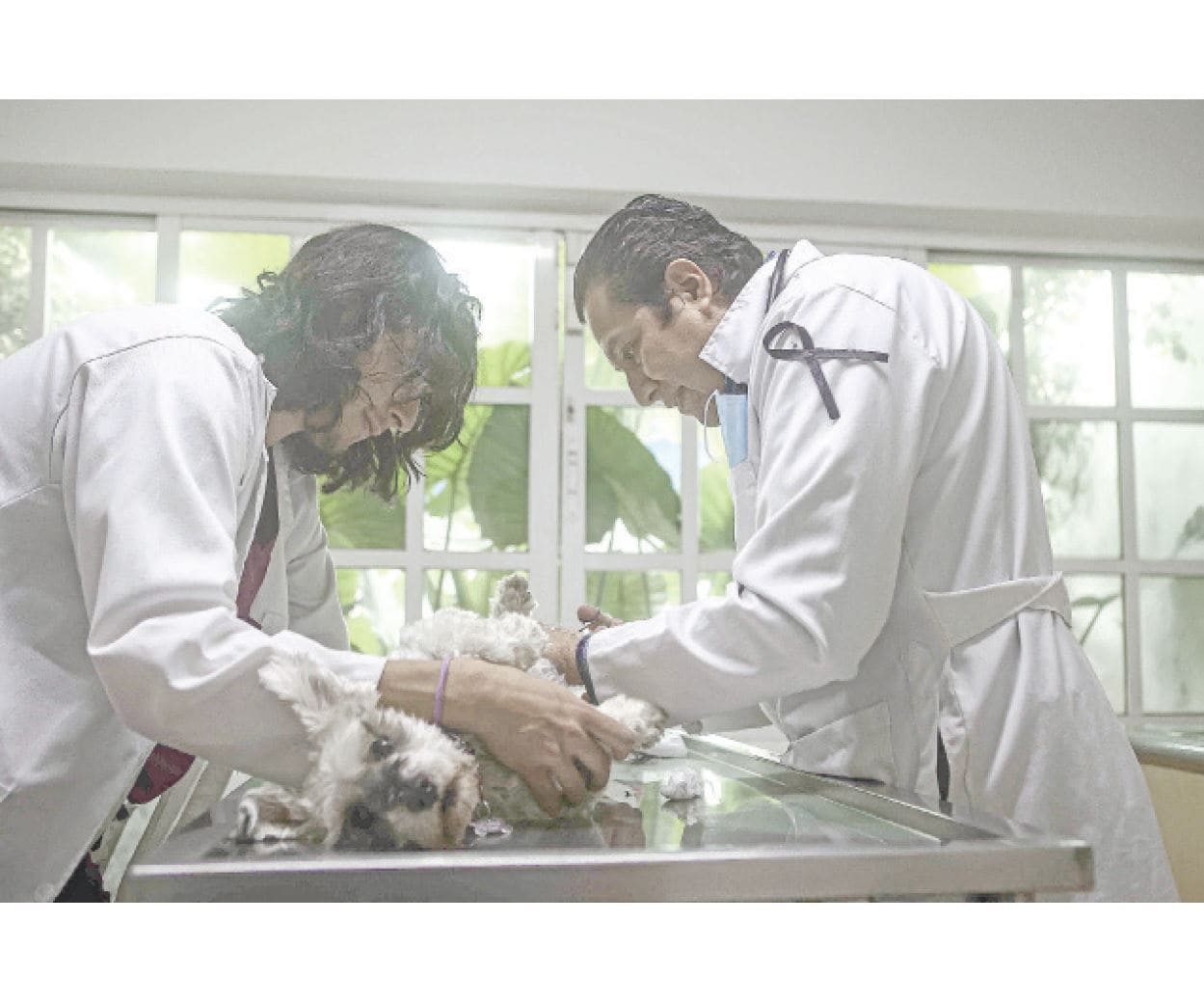 Presionan a veterinarios