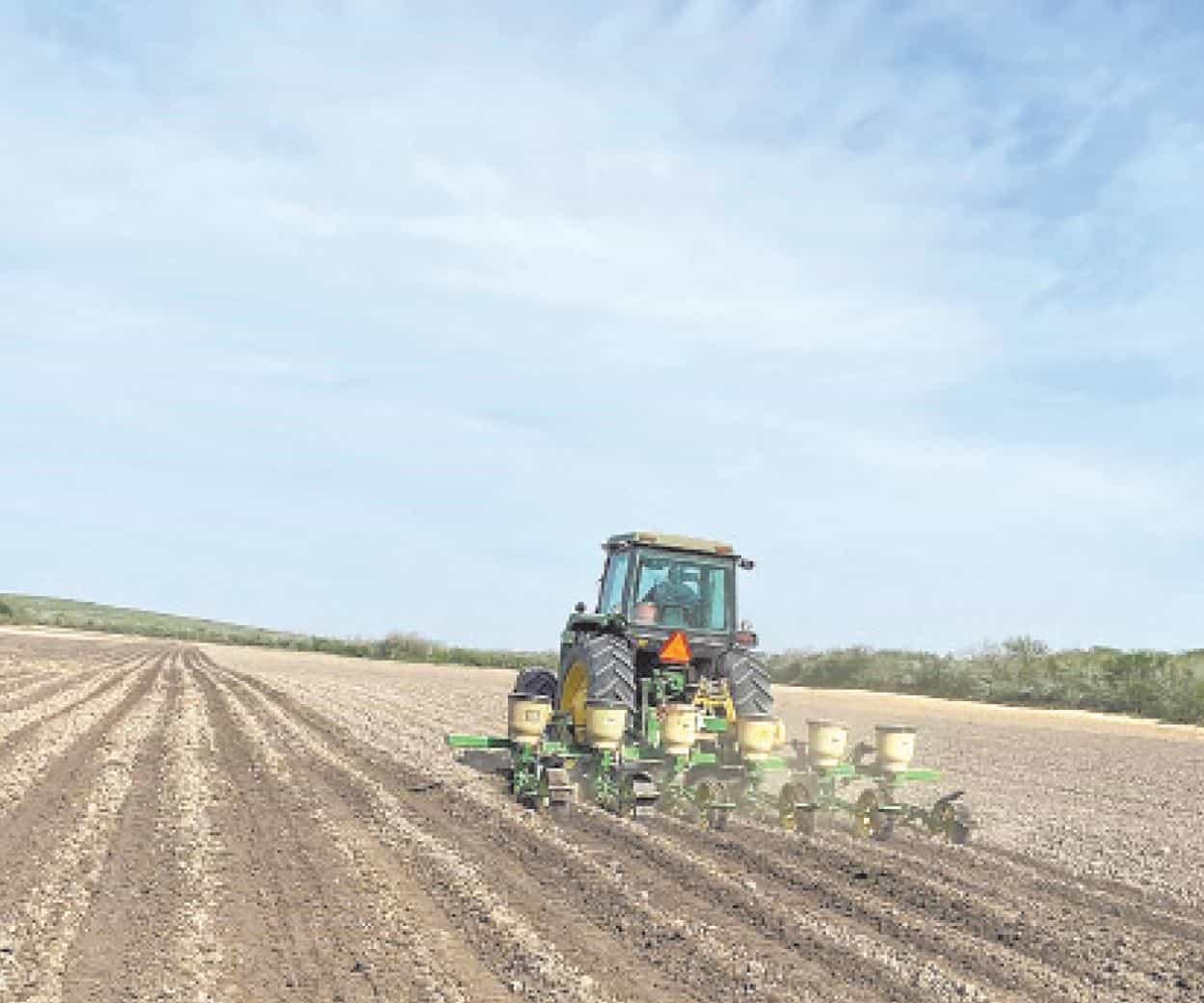 Productores intensifican actividades de siembra