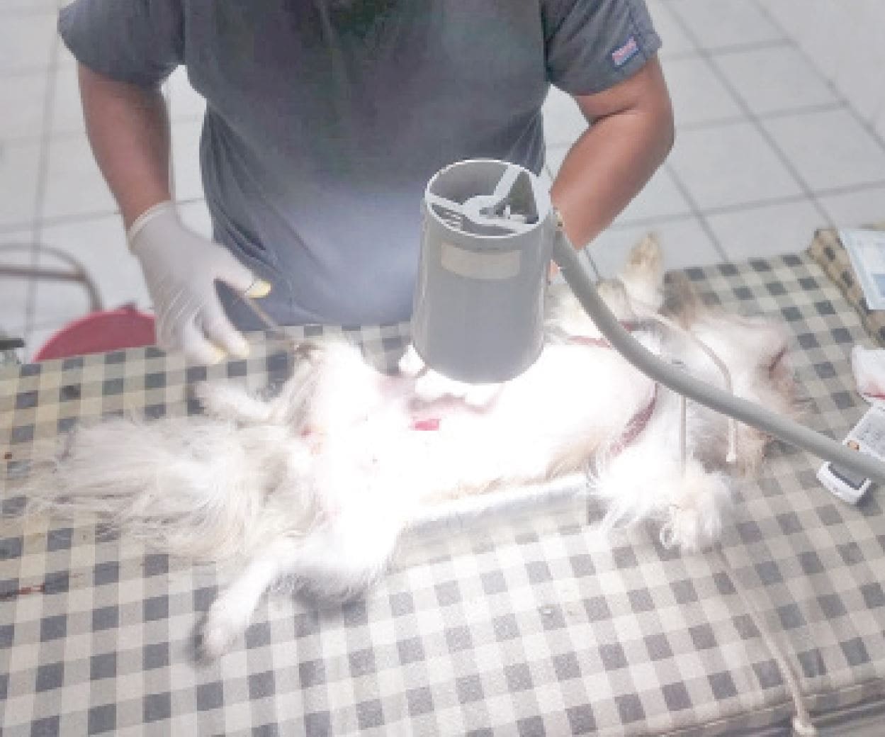 Aumenta demanda de esterilización de mascotas