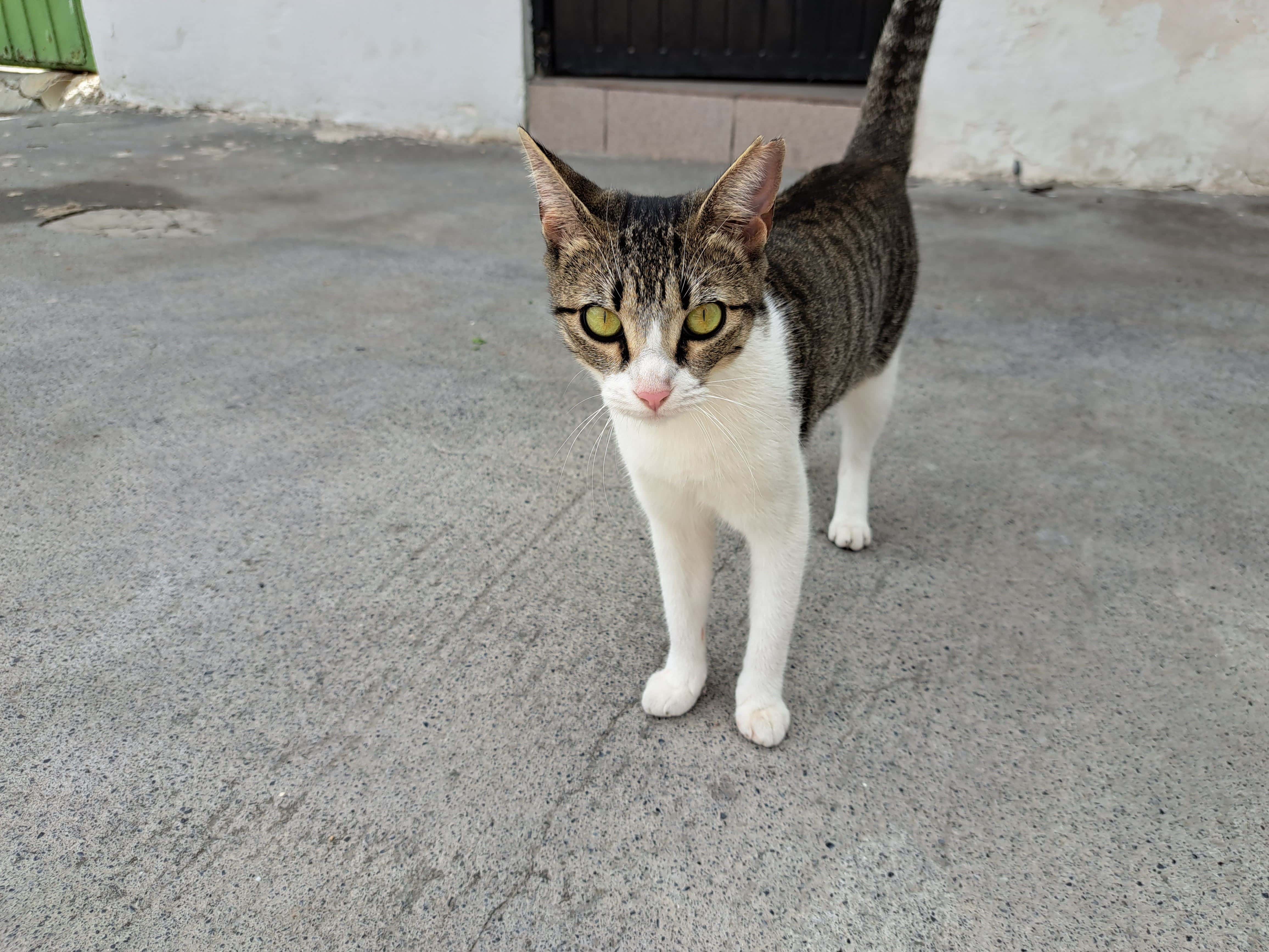 Recomiendan proteger a mascotas ante el frío en Reynosa