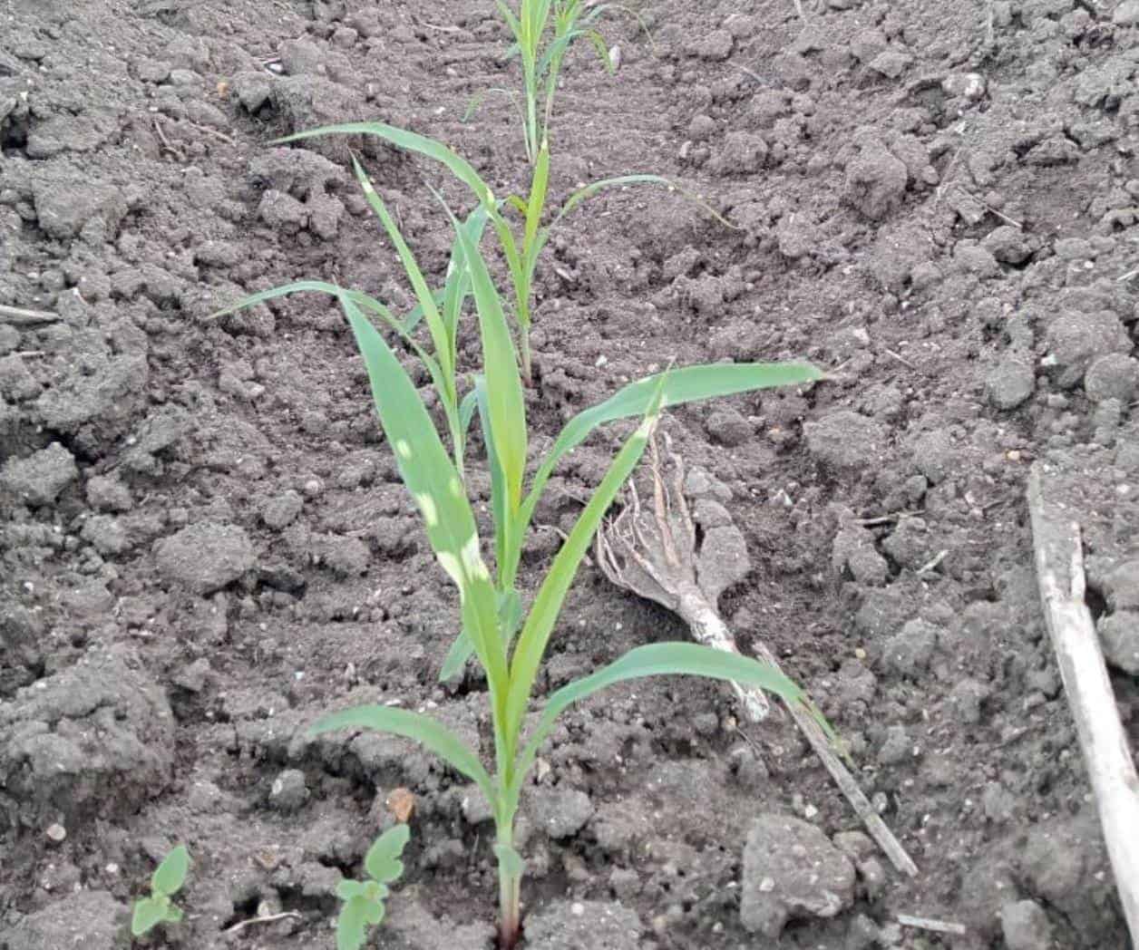 Evaluarán afectación a siembras de sorgo