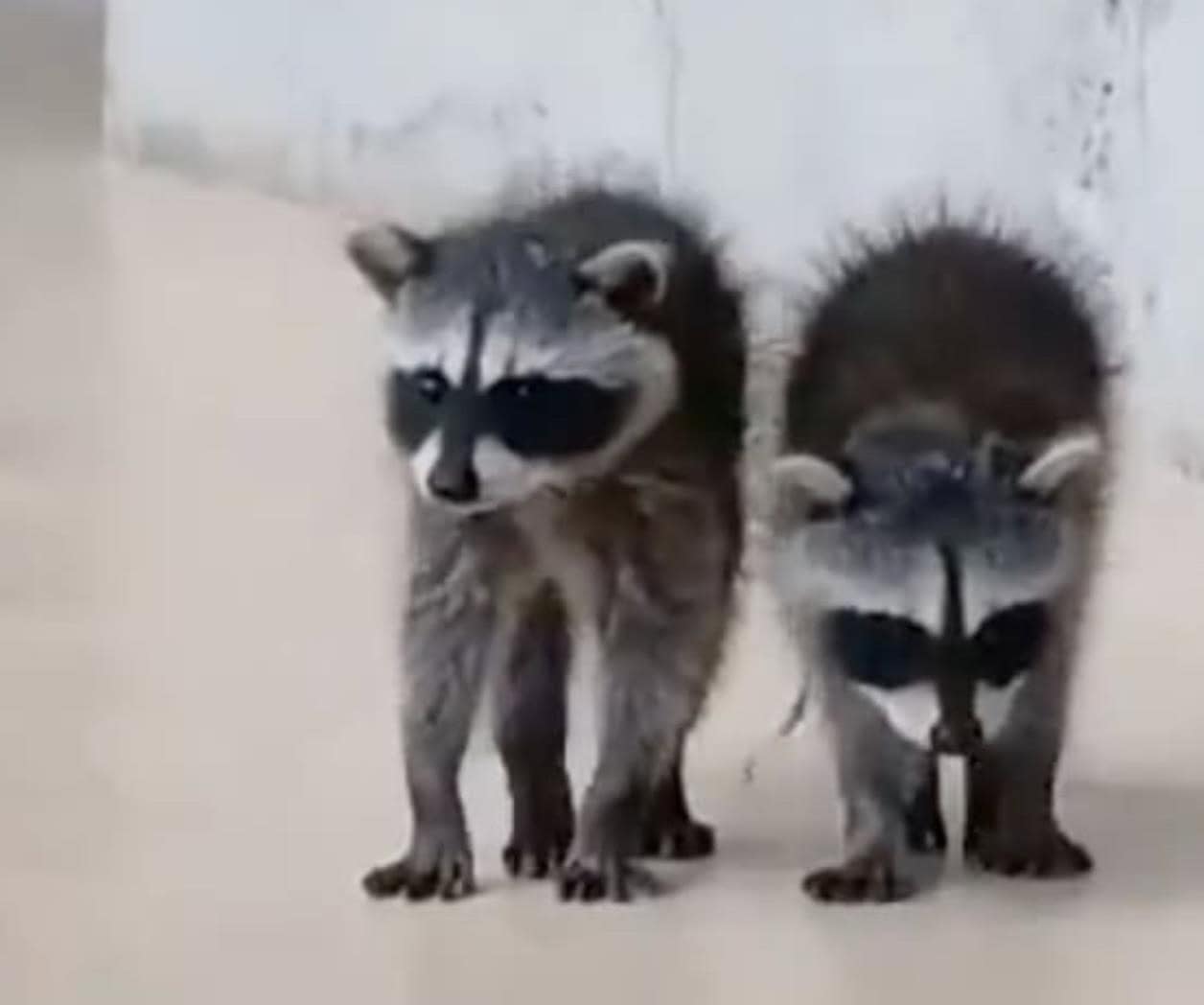 Invaden mapaches a la clínica del IMSS