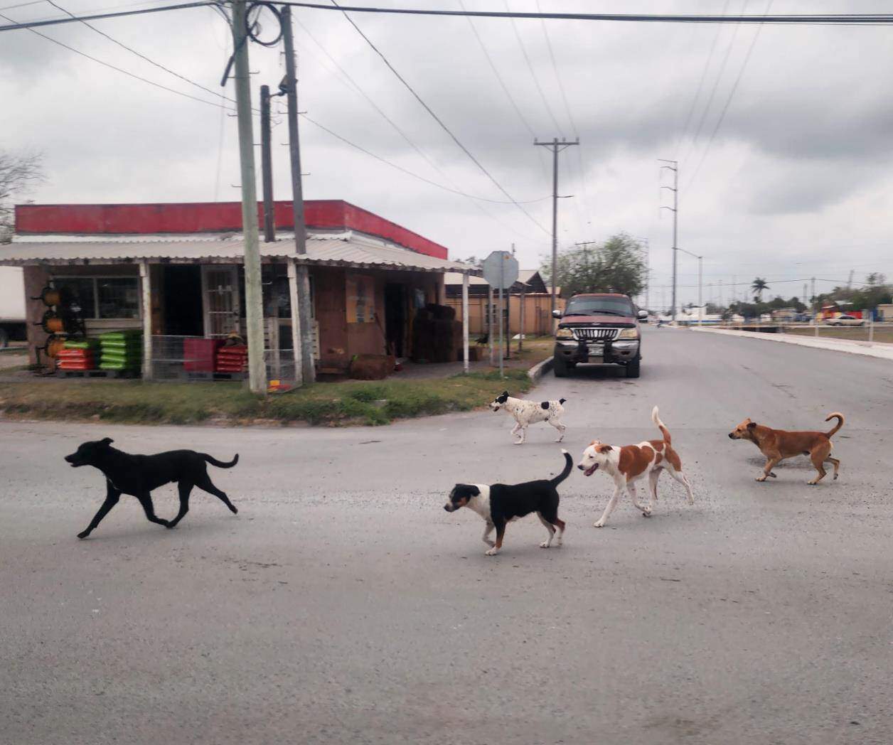 Perros callejeros causan destrozos