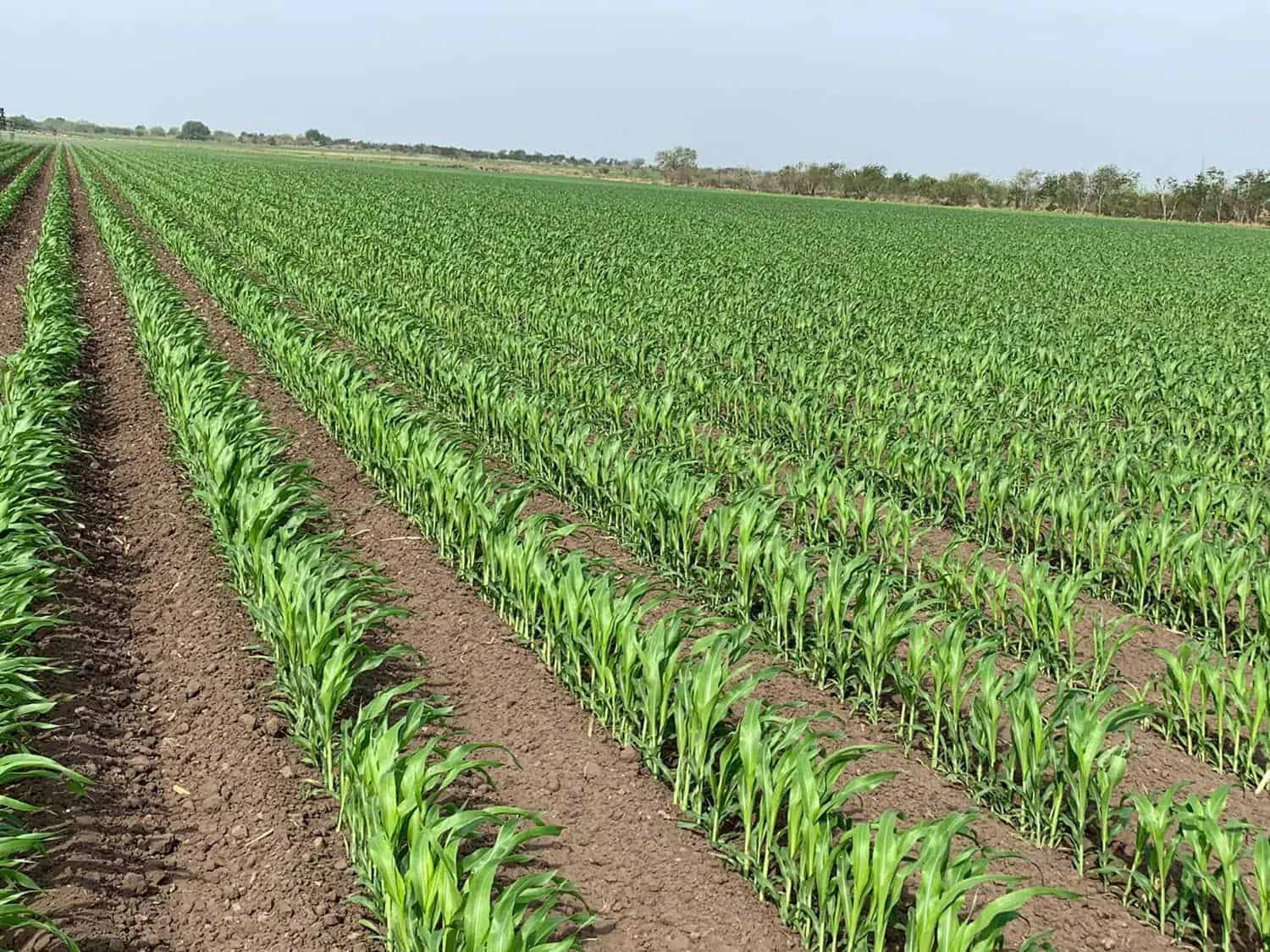 Buen tiempo para el sorgo