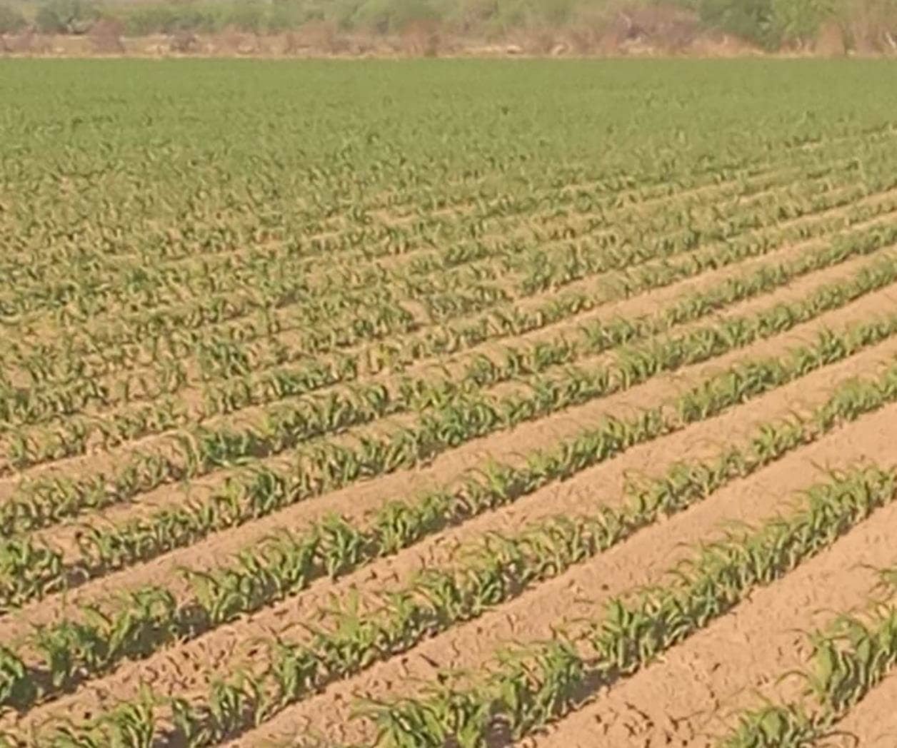 Preparan riegos de auxilio en el campo