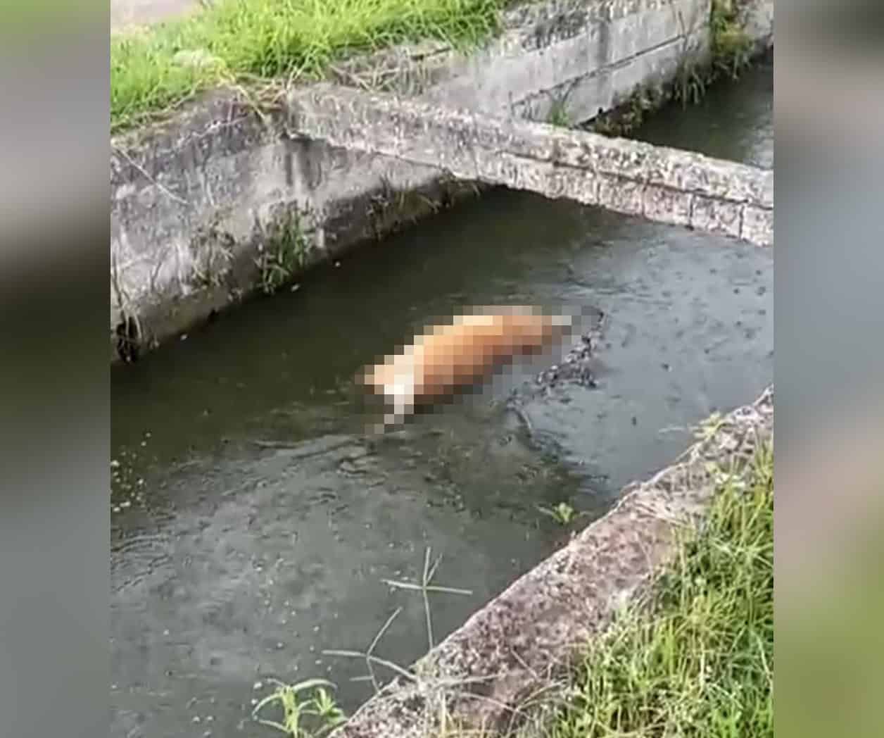 Buscan a cocodrilo asesino de perros