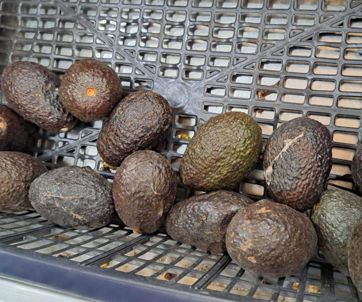 Se dispara precio de aguacate