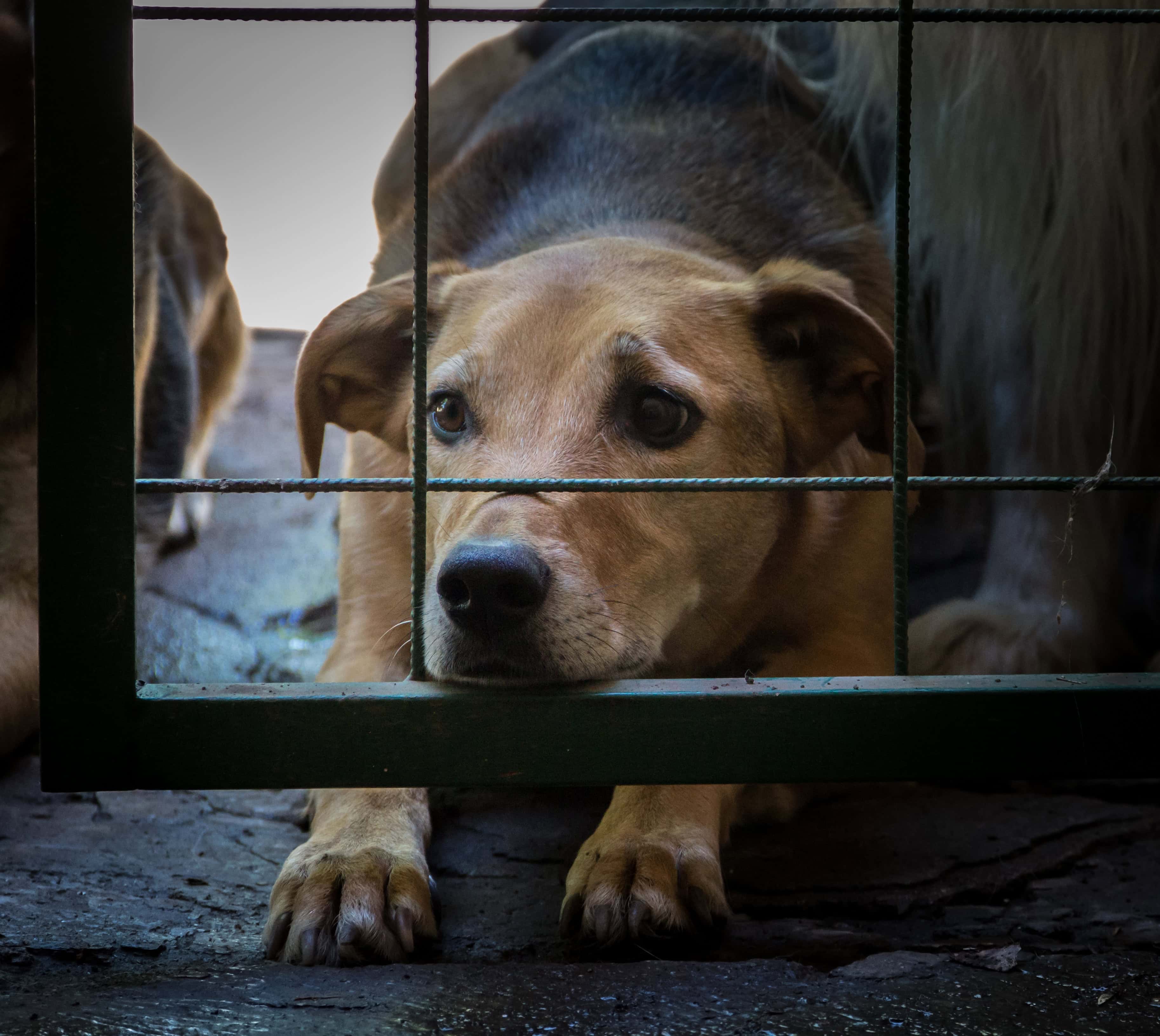 Exigen castigo severo por el maltrato animal