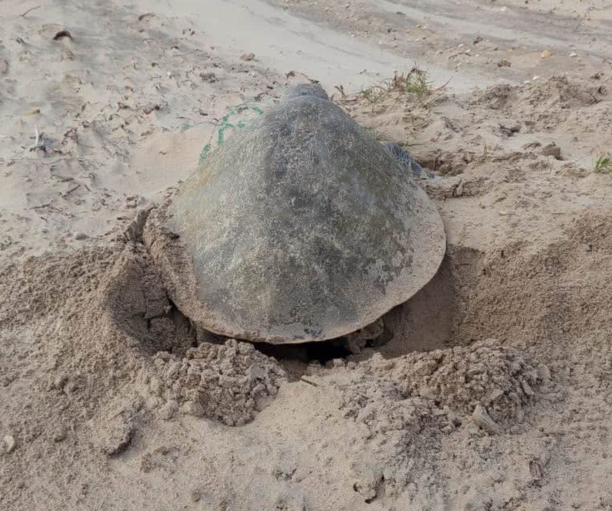 Anidan tortugas en playa Bagdad
