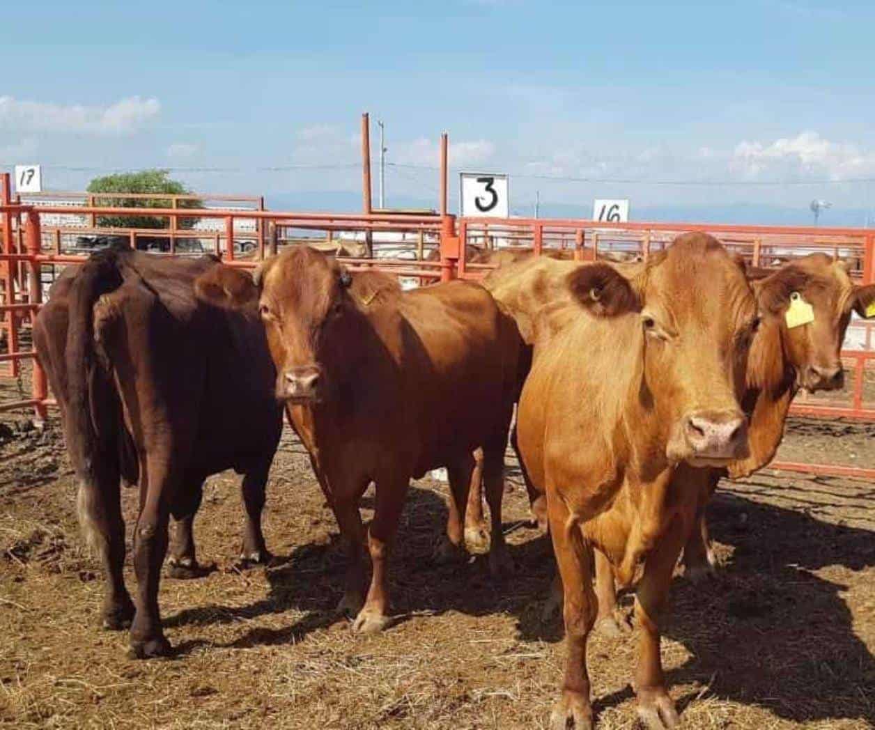 Peligra exportación de más de 50 mil cabezas de ganado