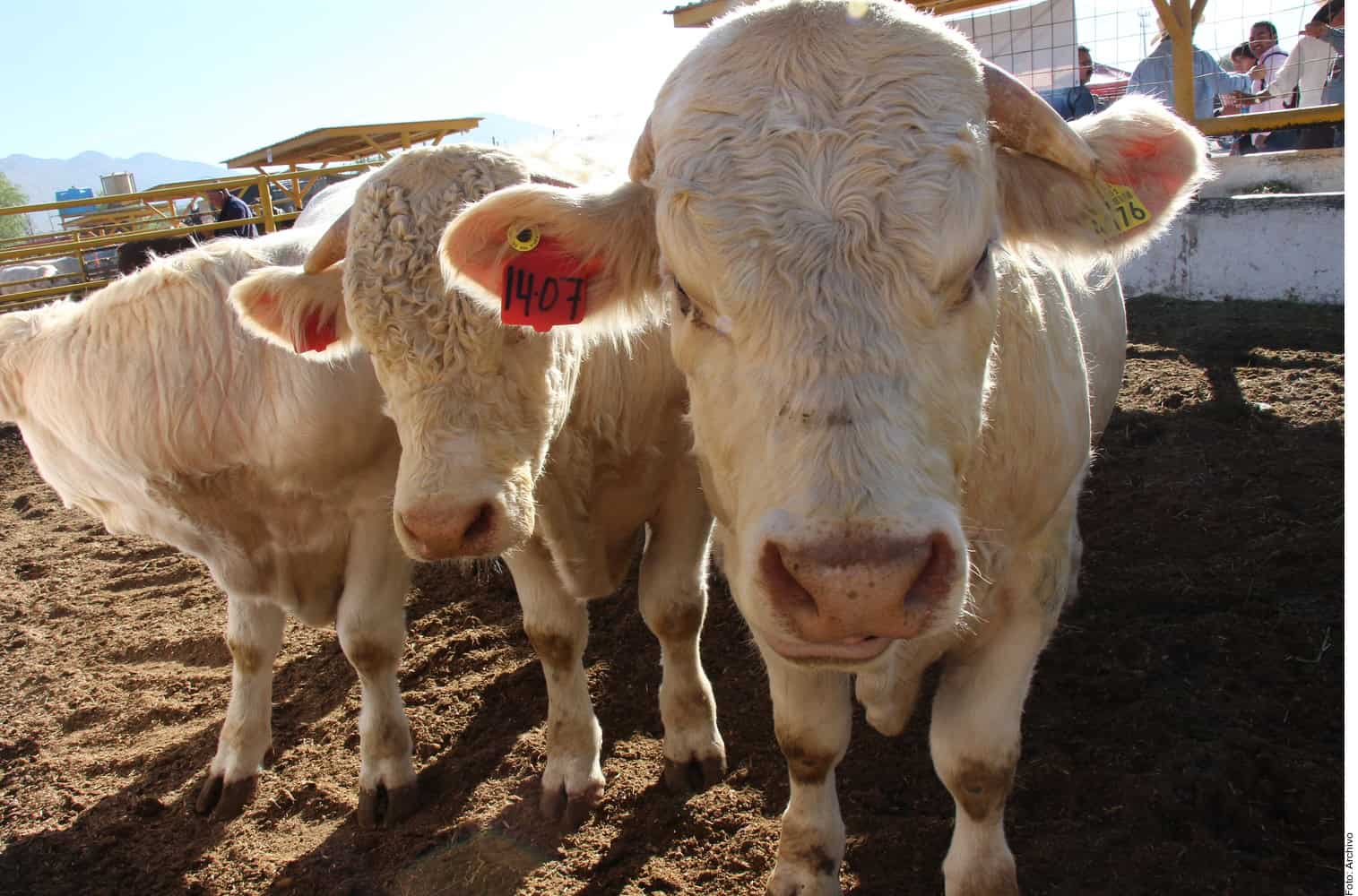 Cae 60% exportación de becerros por gusano barrenado