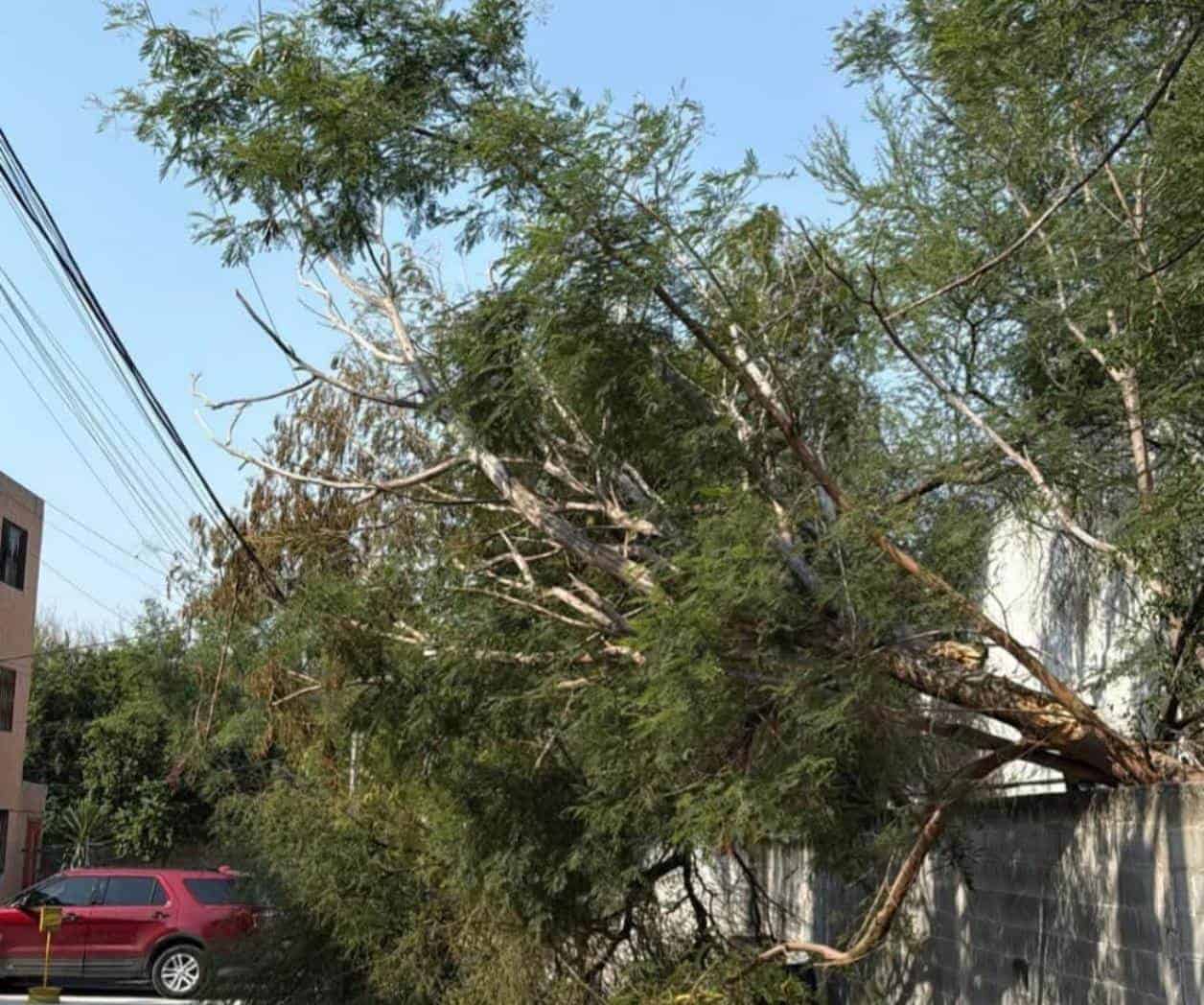 Temen caída de árbol provoque una tragedia