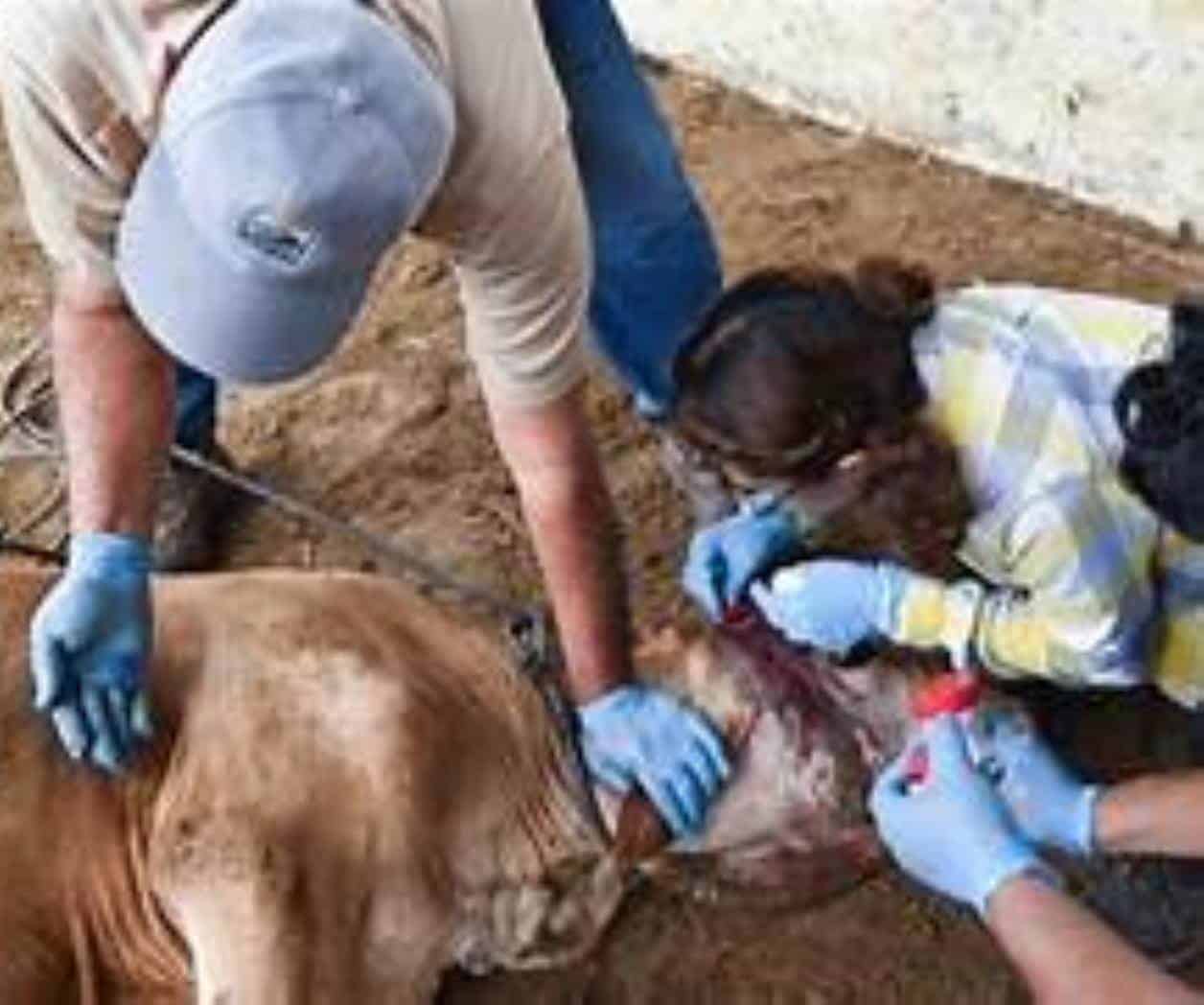 Exigen atención a gusano barrenador