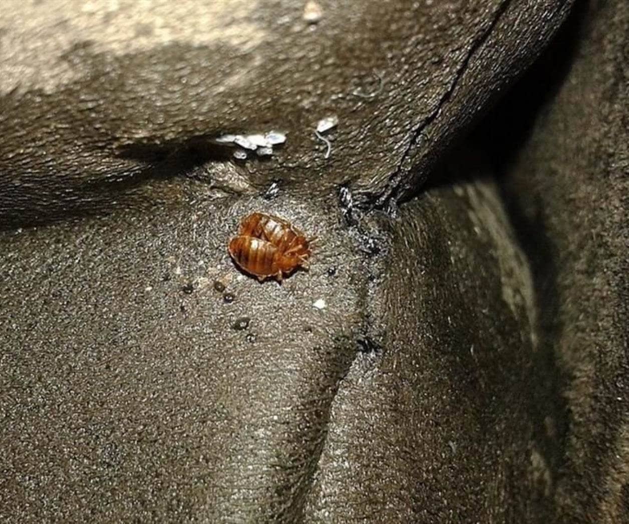 ¿Chinches en casa?; el método más efectivo para sacarlas